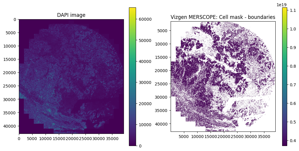 ../_images/notebooks_vizgen_merscope_focus_20_1.png